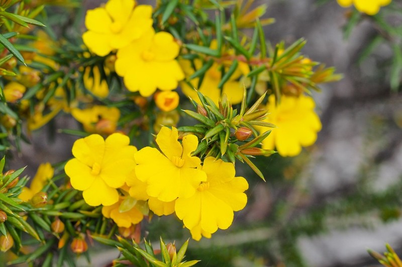 Hibbertia ulicifolia photo 2