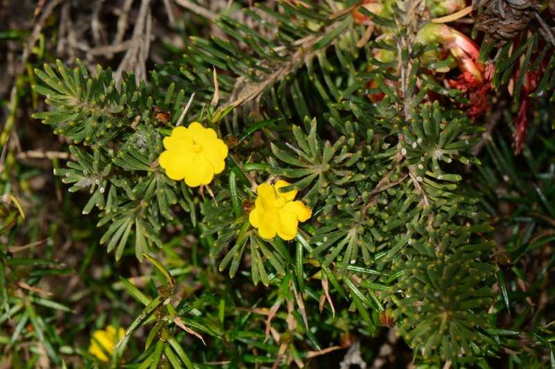 Hibbertia ulicifolia photo 3