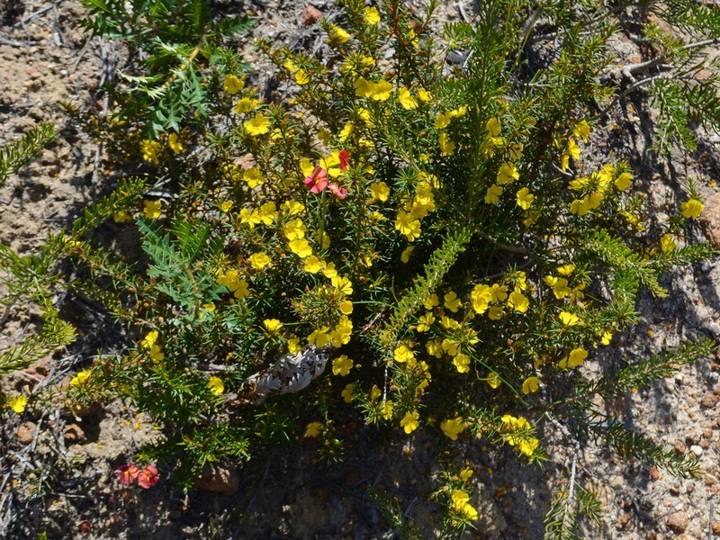 Hibbertia ulicifolia photo 4