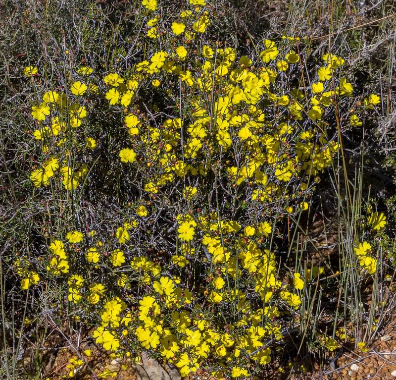Hibbertia ulicifolia photo 5