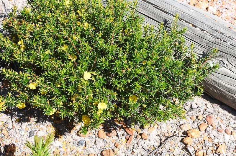 Hibbertia ulicifolia photo 6