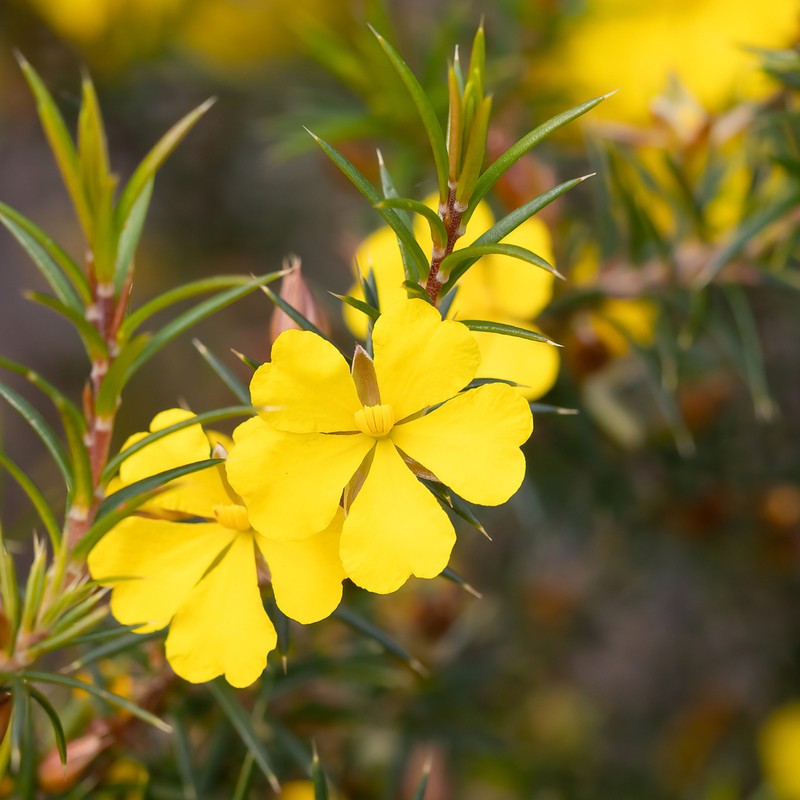 Hibbertia ulicifolia photo 7