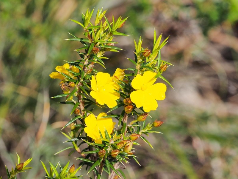 Hibbertia ulicifolia photo 8
