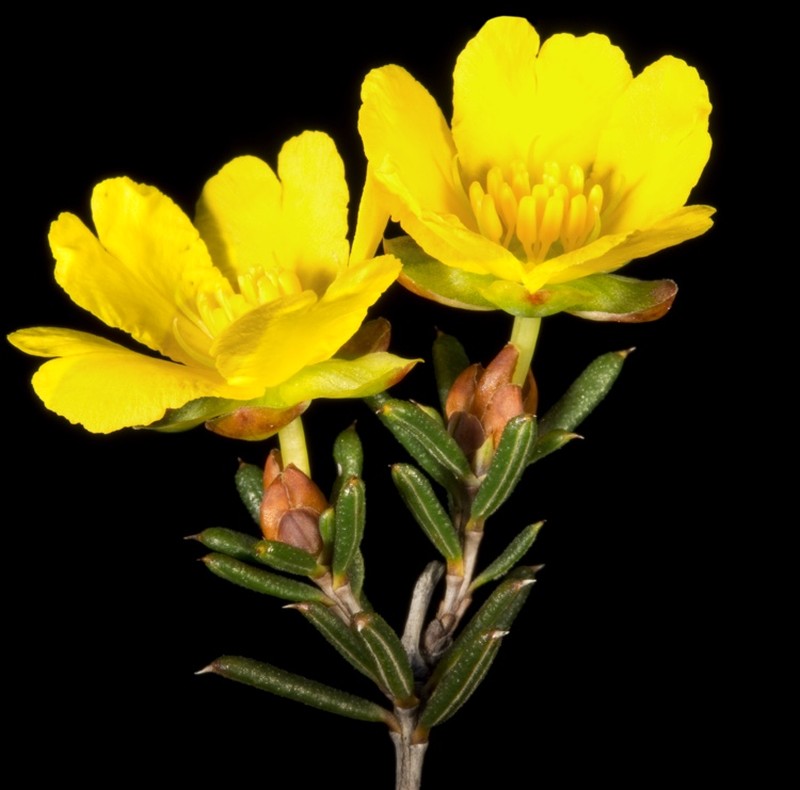 Hibbertia uncinata