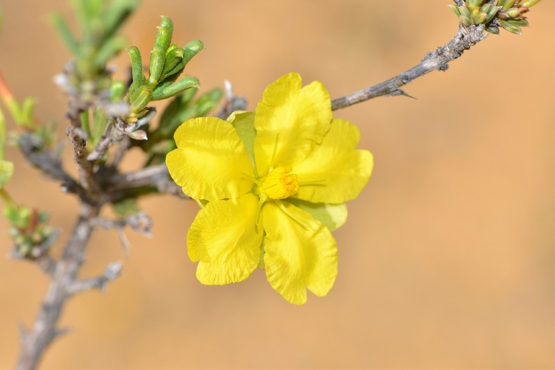 Hibbertia uncinata photo 2