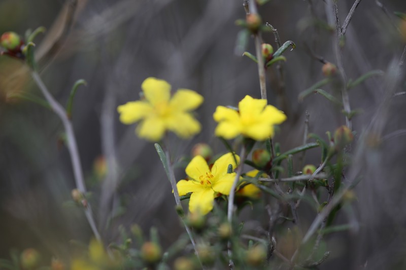 Hibbertia uncinata photo 4