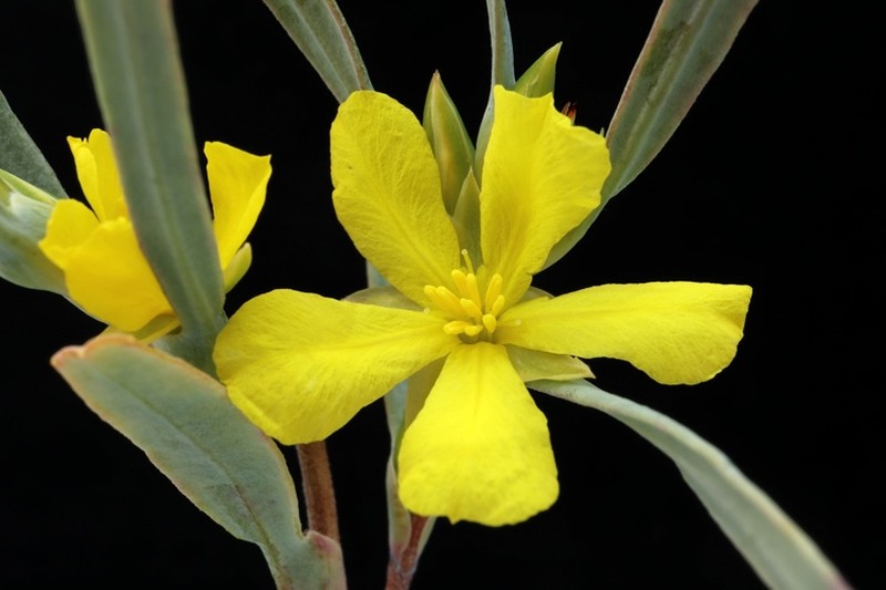 Hibbertia vaginata