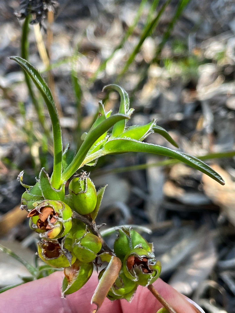 Hibbertia vaginata photo 2