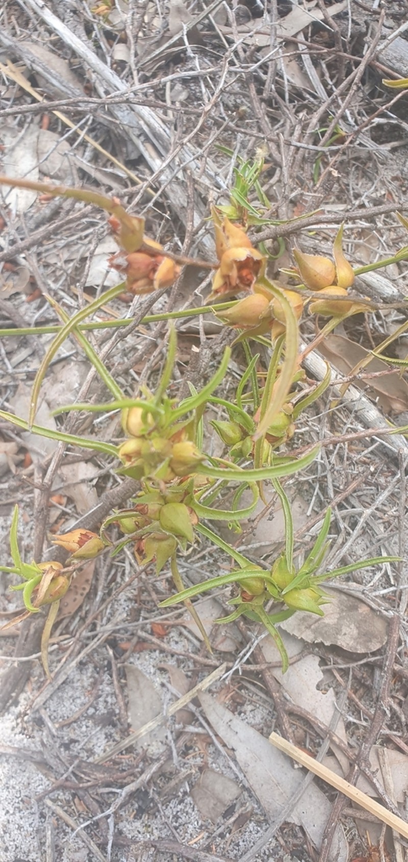 Hibbertia vaginata photo 3