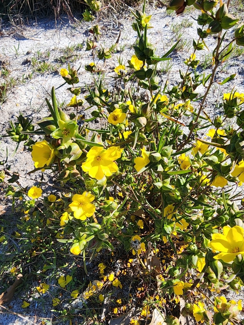 Hibbertia vaginata photo 4