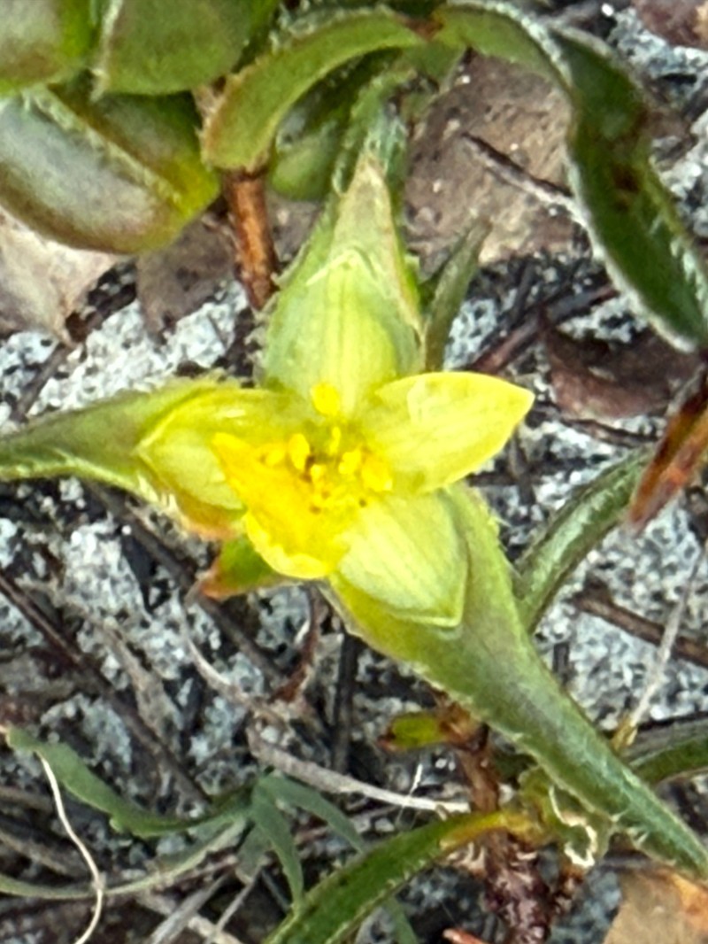 Hibbertia vaginata photo 5