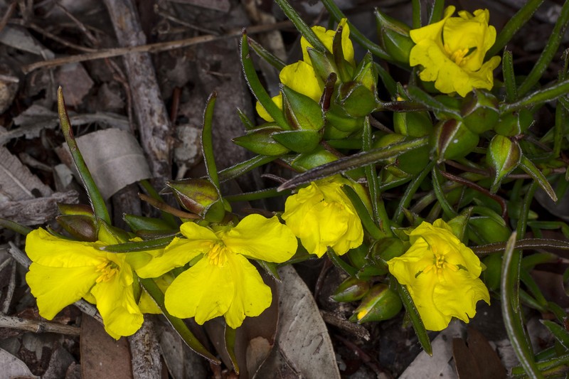 Hibbertia vaginata photo 6