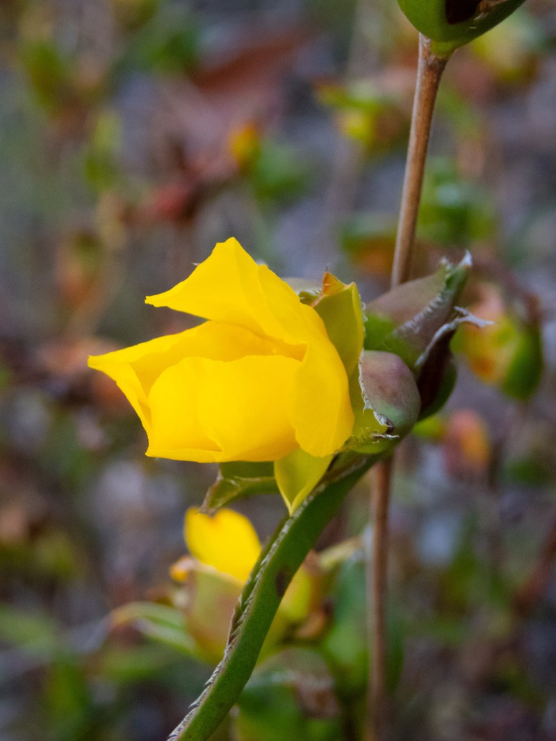 Hibbertia vaginata photo 7
