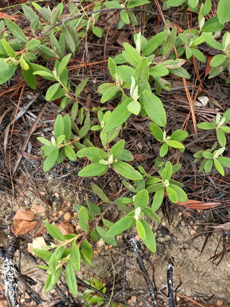 Hibbertia velutina