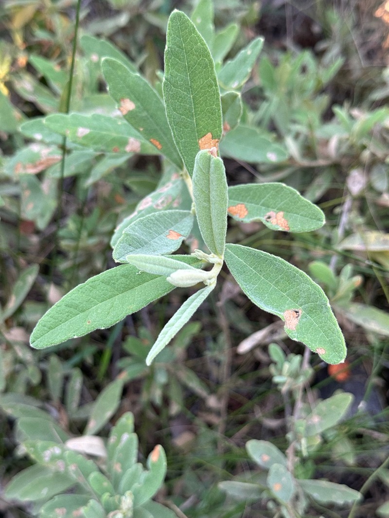 Hibbertia velutina photo 2