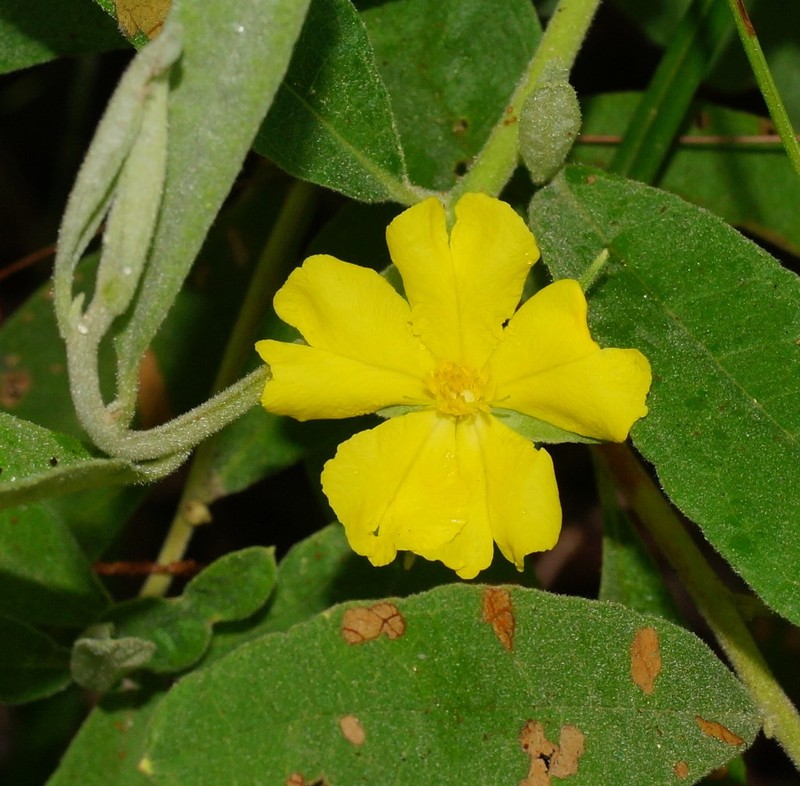 Hibbertia velutina photo 3