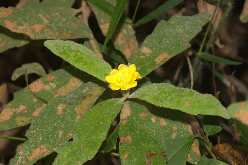 Hibbertia velutina photo 4