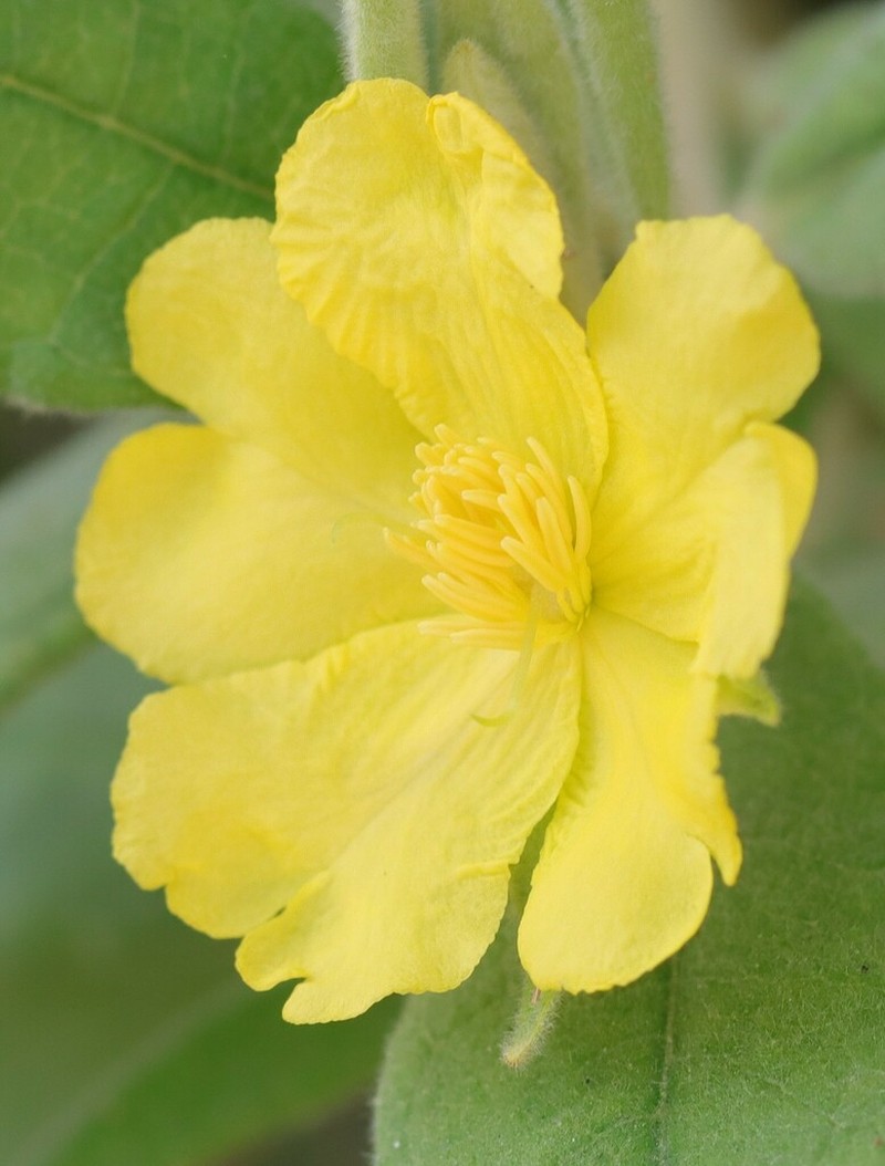 Hibbertia velutina photo 5