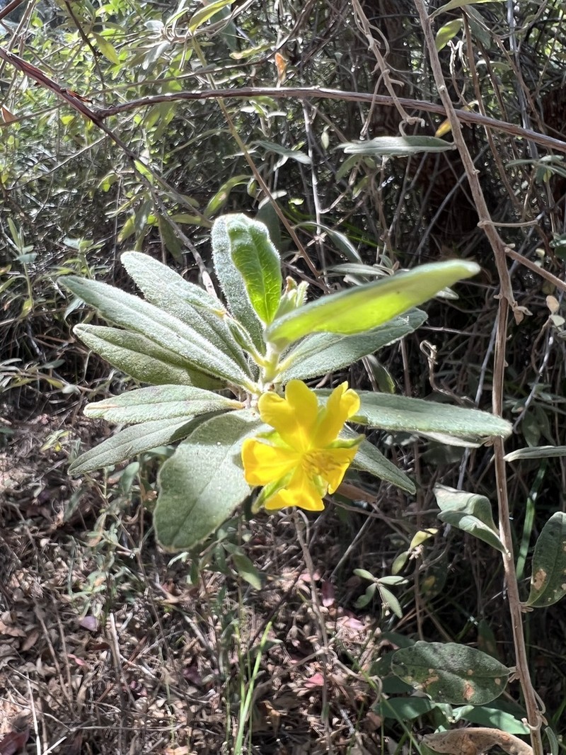 Hibbertia velutina photo 6