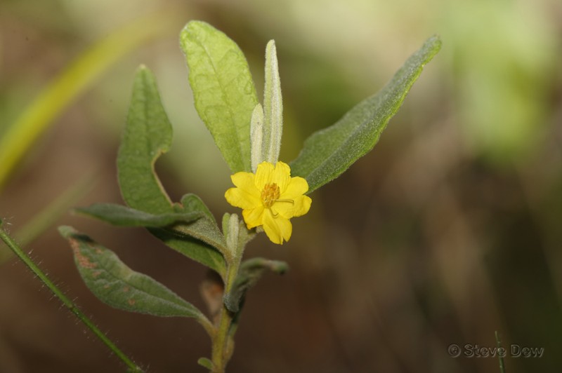 Hibbertia velutina photo 7