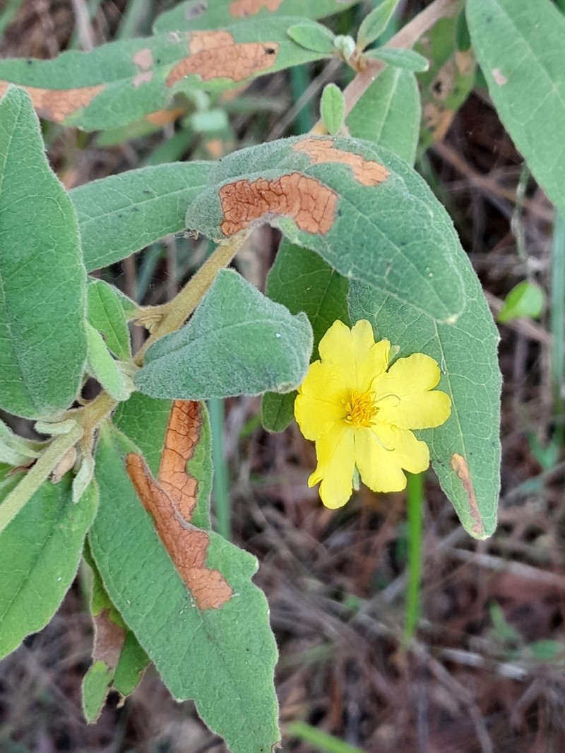 Hibbertia velutina photo 8