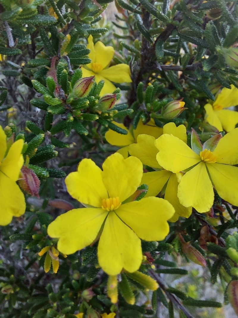 Hibbertia verrucosa