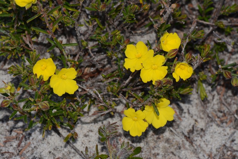 Hibbertia verrucosa photo 3