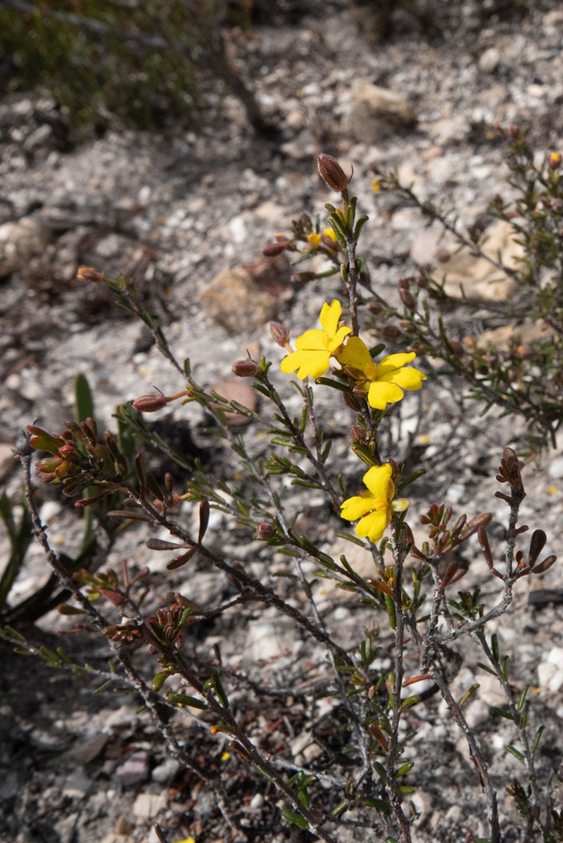 Hibbertia verrucosa photo 4