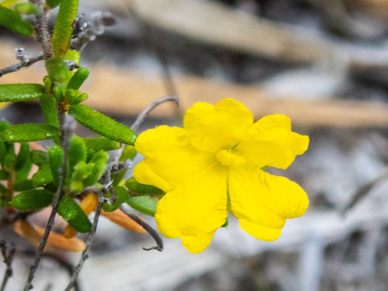 Hibbertia verrucosa photo 5