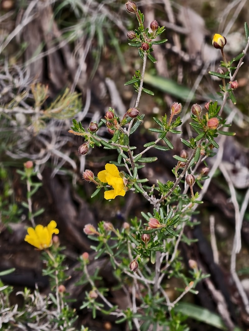 Hibbertia verrucosa photo 6
