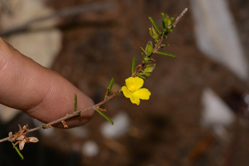 Hibbertia verrucosa photo 7