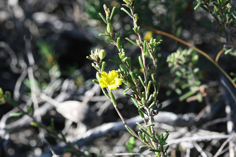 Hibbertia verrucosa photo 8