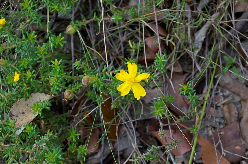 Hibbertia vestita