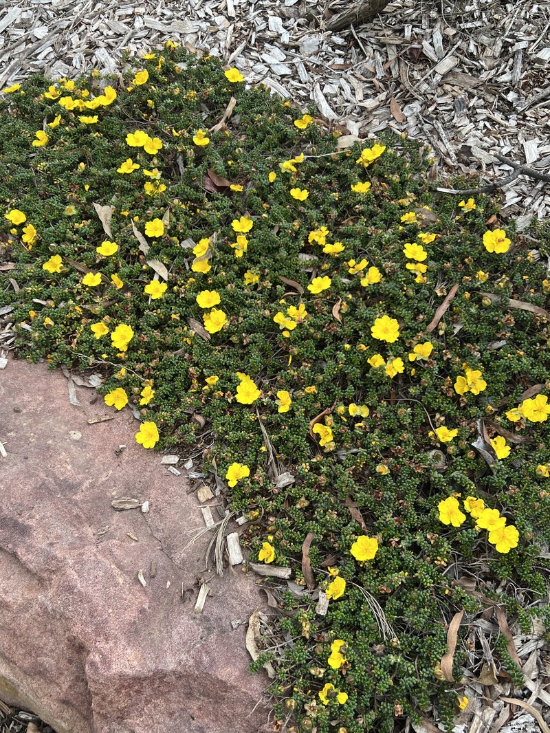 Hibbertia vestita photo 2