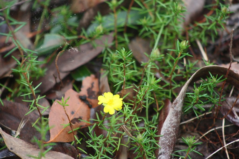 Hibbertia vestita photo 3