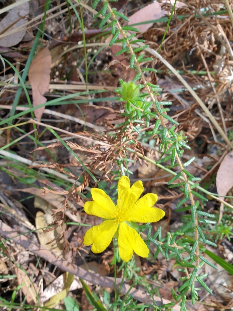 Hibbertia vestita photo 4