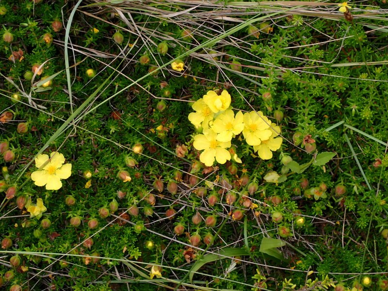 Hibbertia vestita photo 5