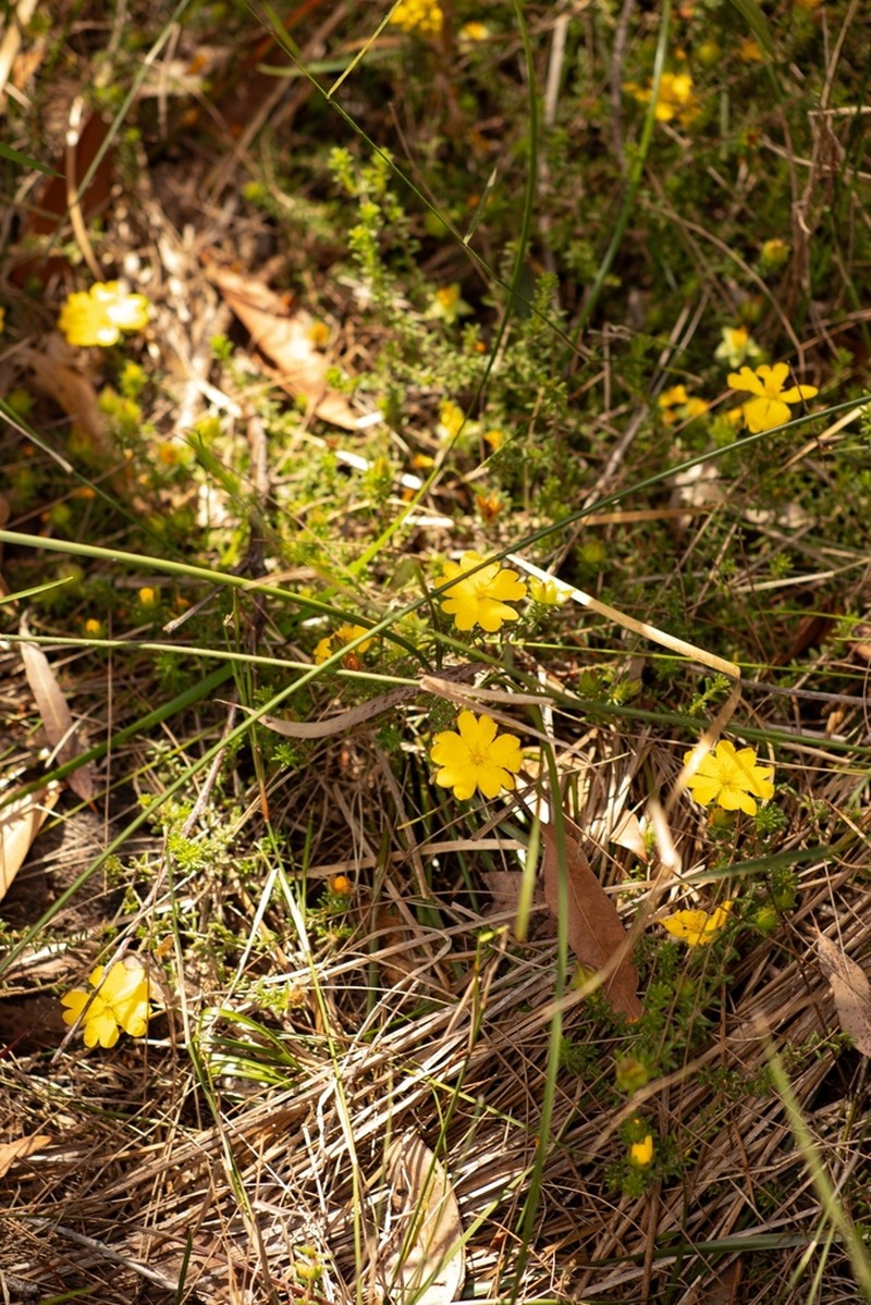 Hibbertia vestita photo 6