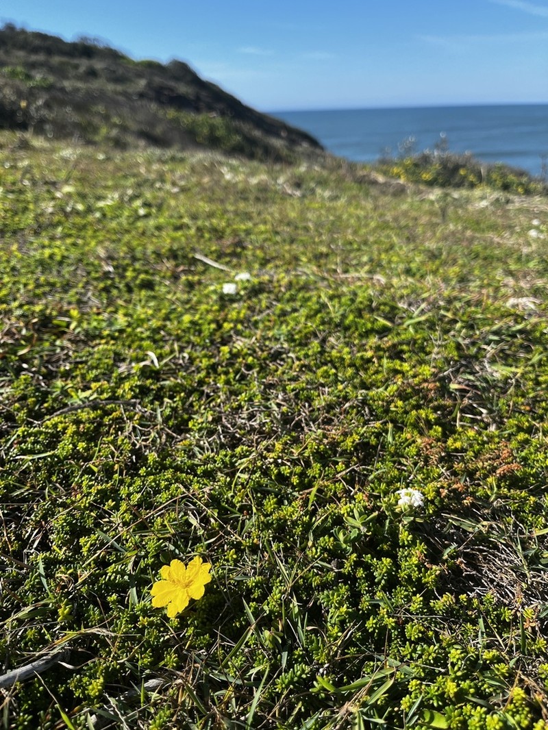 Hibbertia vestita photo 7