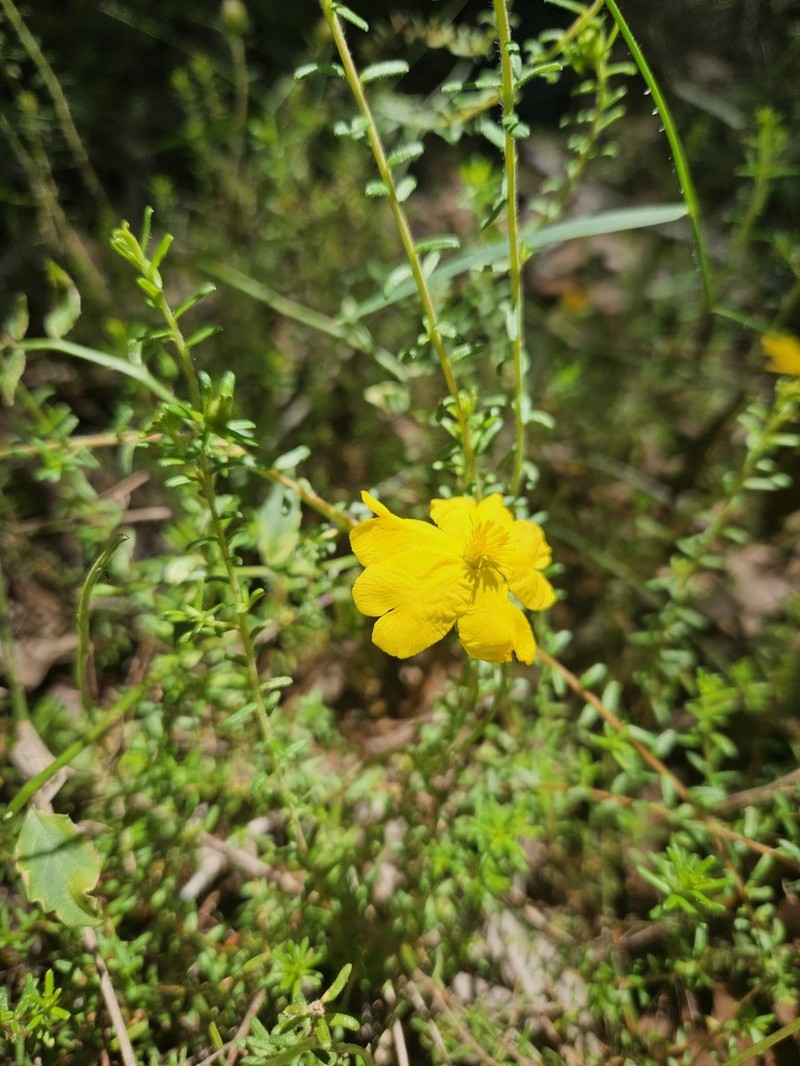 Hibbertia vestita photo 8
