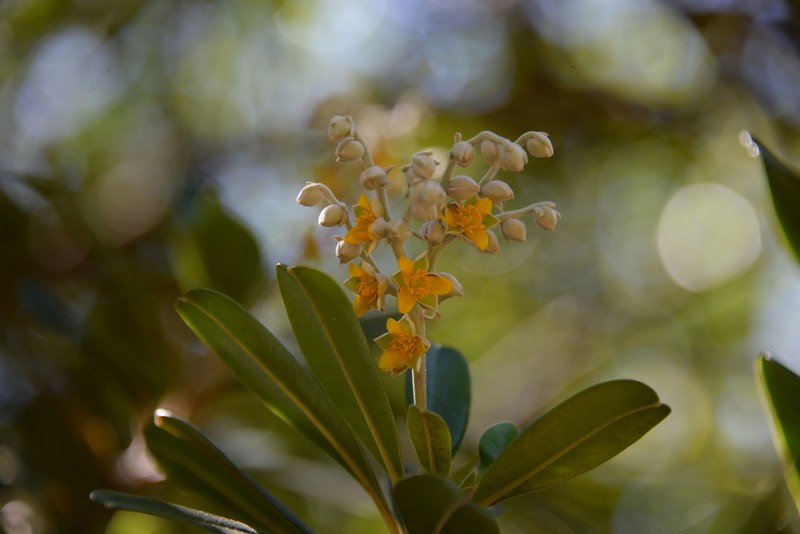 Hibbertia vieillardii