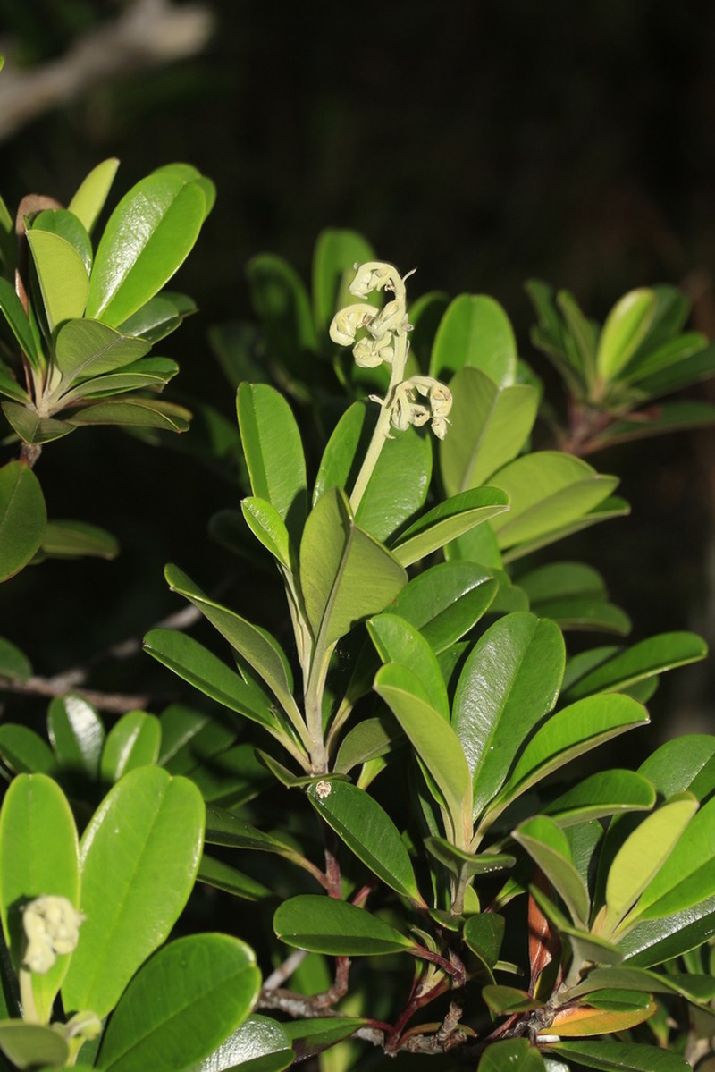 Hibbertia vieillardii photo 3
