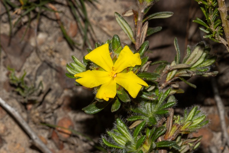Hibbertia villifera photo 2