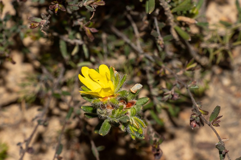 Hibbertia villifera photo 3