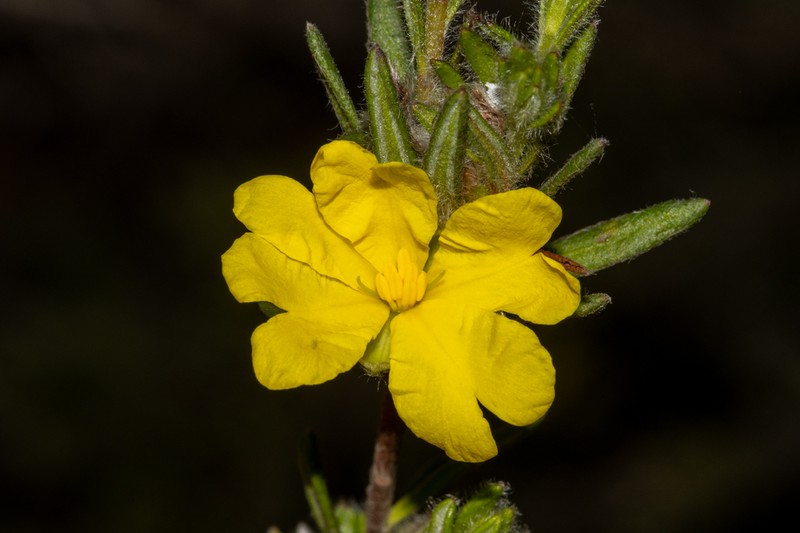 Hibbertia villifera photo 4