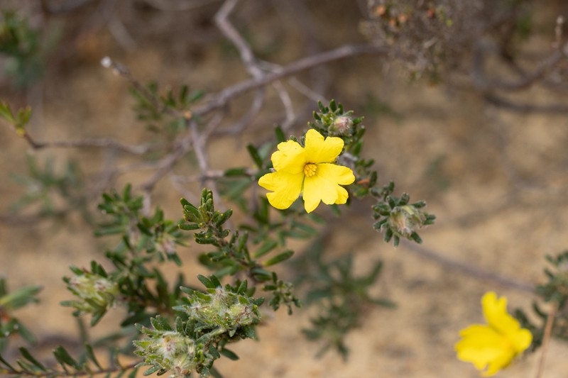 Hibbertia villifera photo 5