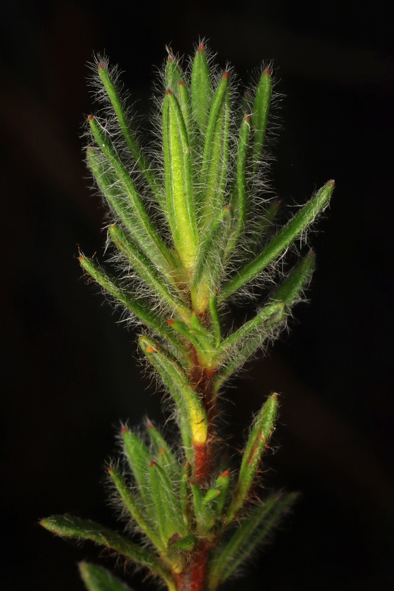 Hibbertia villifera photo 6