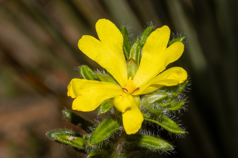 Hibbertia villifera photo 7