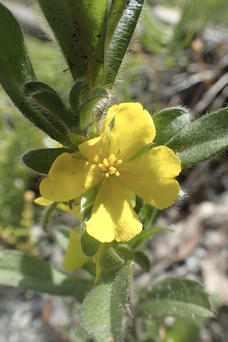 Hibbertia villosa