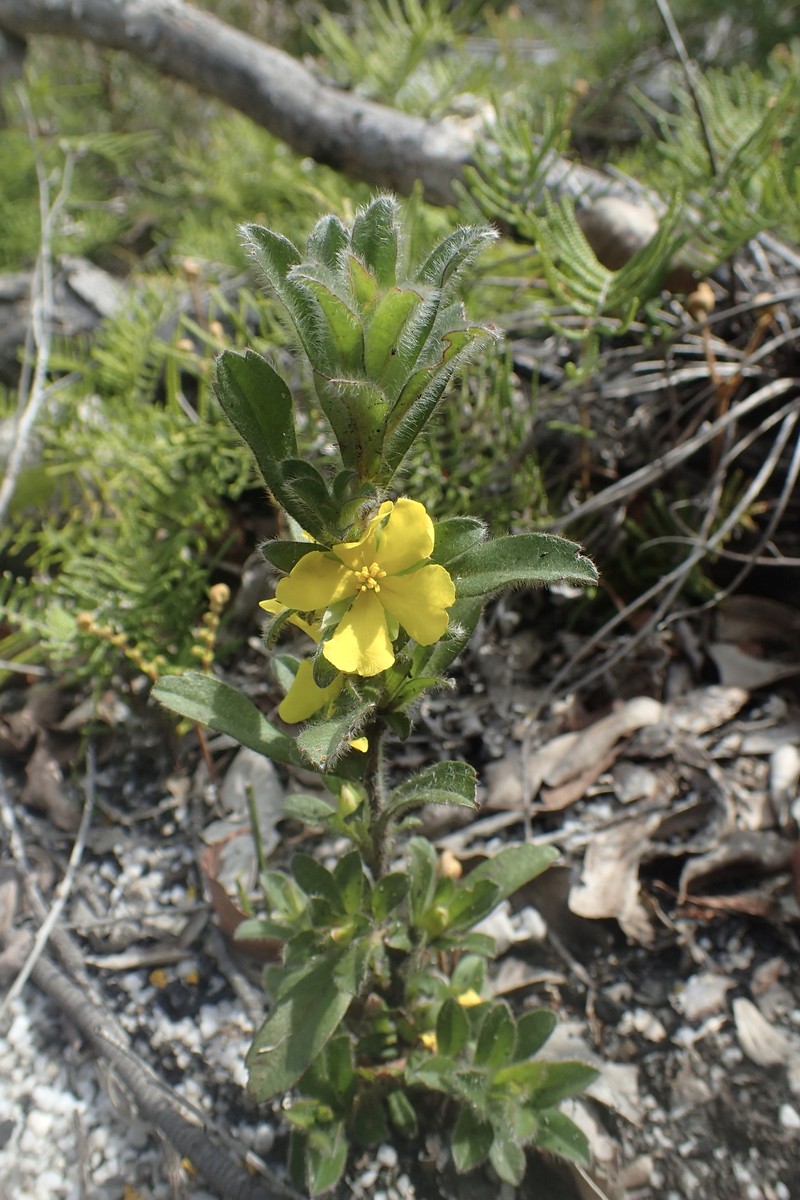 Hibbertia villosa photo 2
